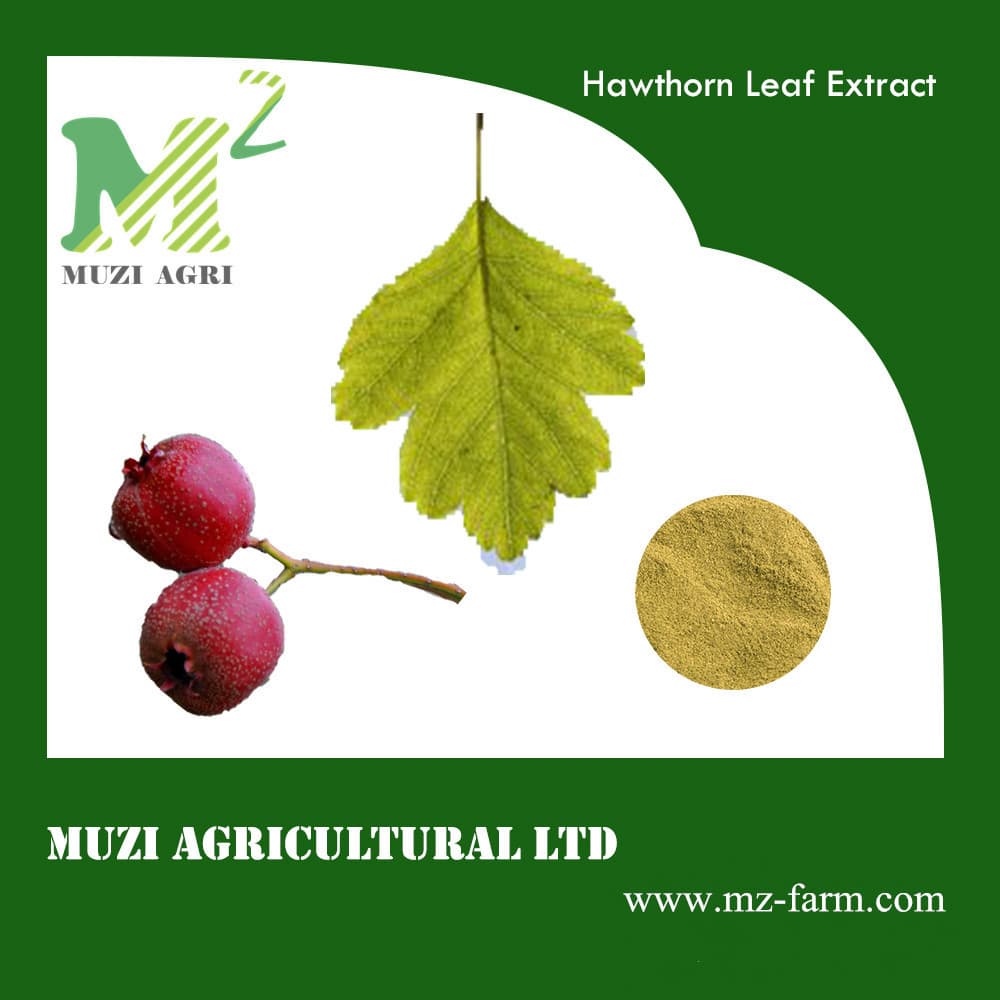 Hawthorn Leaf_Fruit Extract